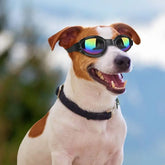 Lunette de soleil pour chien | SUNNYDOG Nala&Milo