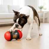 bouledogue jouant avec distributeur de croquettes pour chien