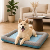 chien allonge sur tapis rafraichissant chien bleu dans salon