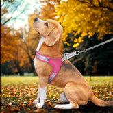 chien avec harnais chien rose dans parc