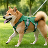 chien avec harnais chien vert kaki dans parc