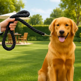 chien avec laisse pour chien noire dans parc