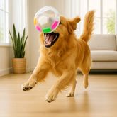 chien jouant avec photo balle pour chien dans salon