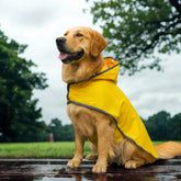 chien portant manteau pour chien jaune dehors