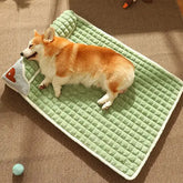 photo aeriennec hien dormant sur matelas pour chien