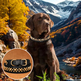photo chien avec collier pour chien noir cloute dansp aysage montagne