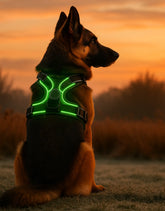 photo chien portant harnais pour chien led vert