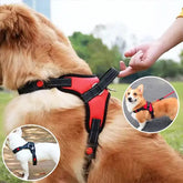 traction poignet harnais chien rouge