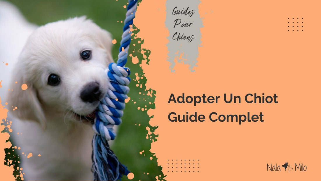Adopter un chiot : Guide complet pour bien préparer son arrivée