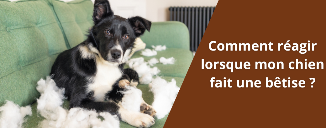 Comment réagir lorsque mon chien fait une bêtise