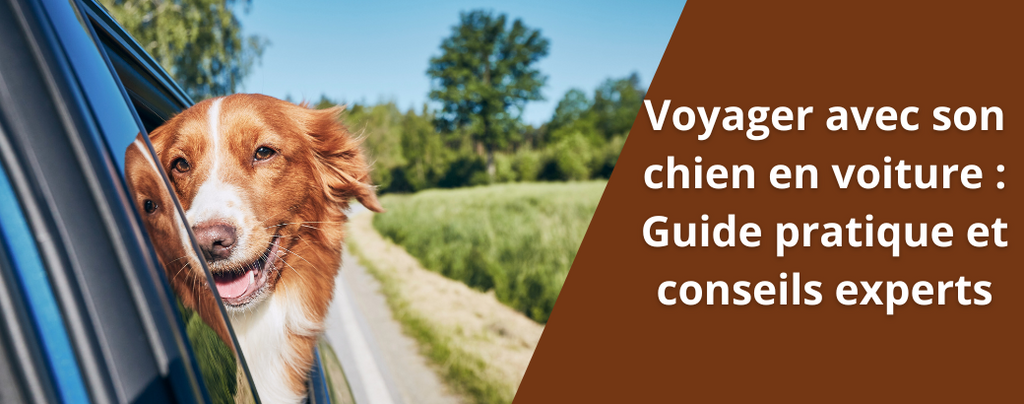 Comment voyager avec son chien en voiture : Guide pratique et conseils experts
