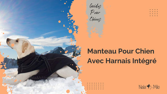Manteau pour Chien avec Harnais Intégré : Protégez le du froid