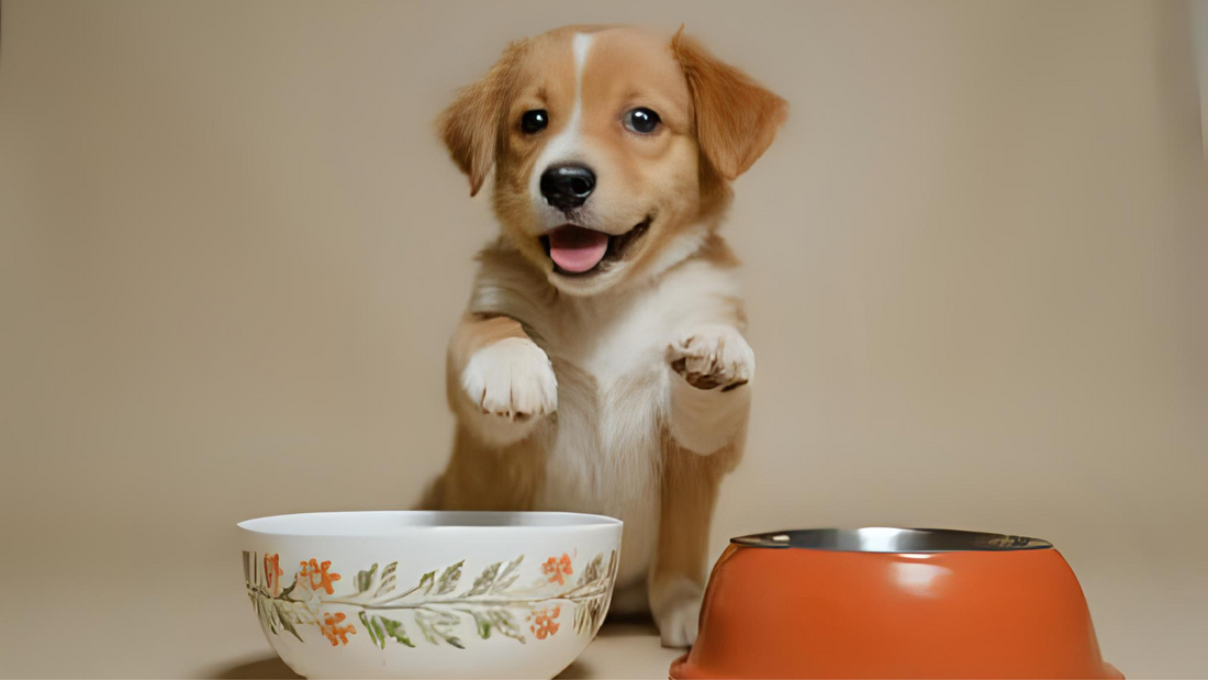 Gamelle pour chien : choisir le bon modèle pour la santé et le confort de votre animal