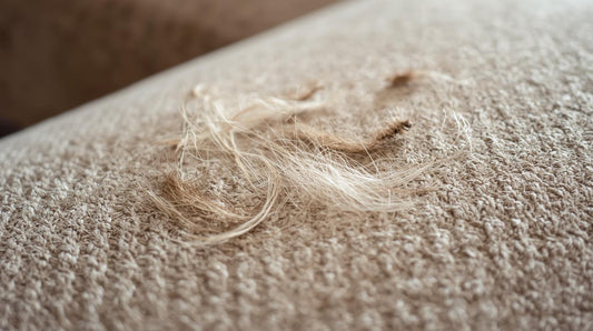 La Brosse Anti-Poil : L'Outil Indispensable pour un Intérieur Propre