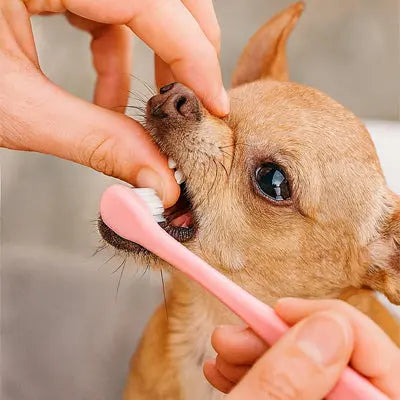 Brosse a dent chien | CROQ'SMILE™ Nala et Milo