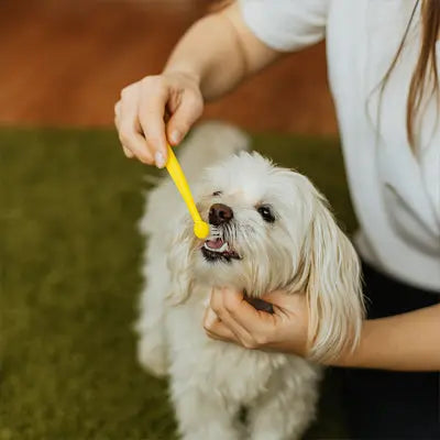 Brosse a dent chien | CROQ'SMILE™ Nala et Milo