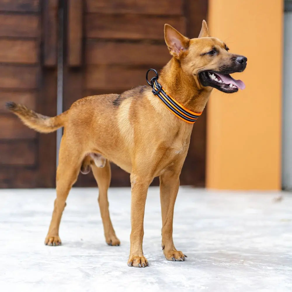 Collier Chien - True Love Charlotte