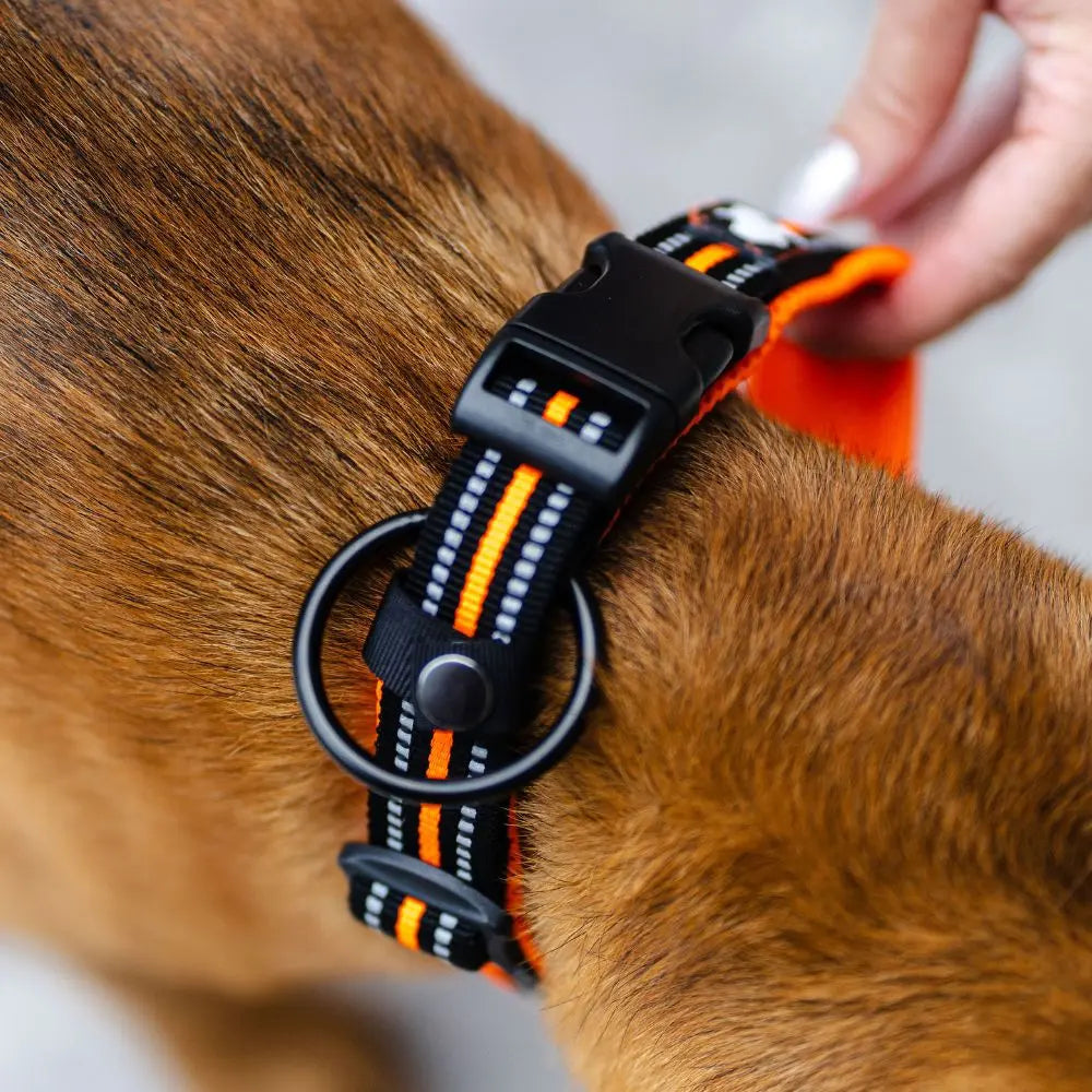 Collier Chien - True Love Charlotte