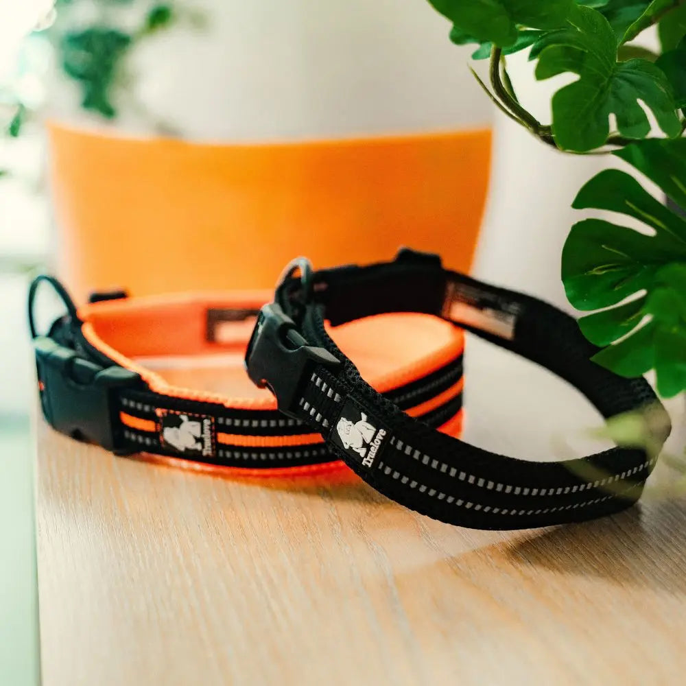 Collier Chien - True Love Charlotte