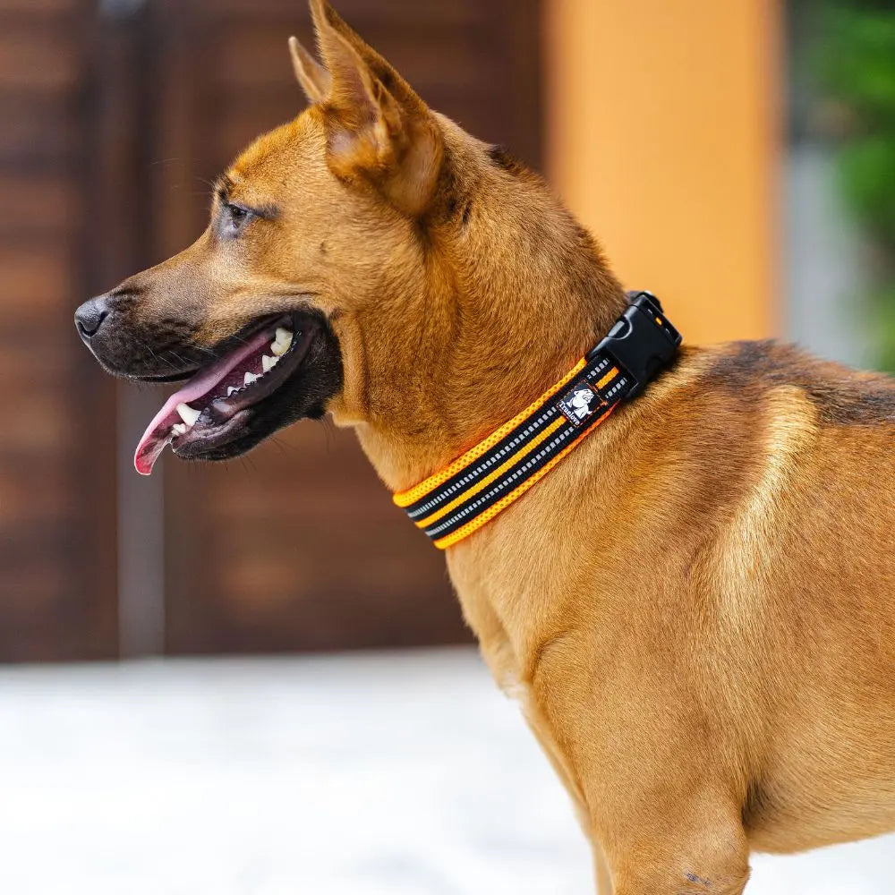 Collier Chien - True Love Charlotte