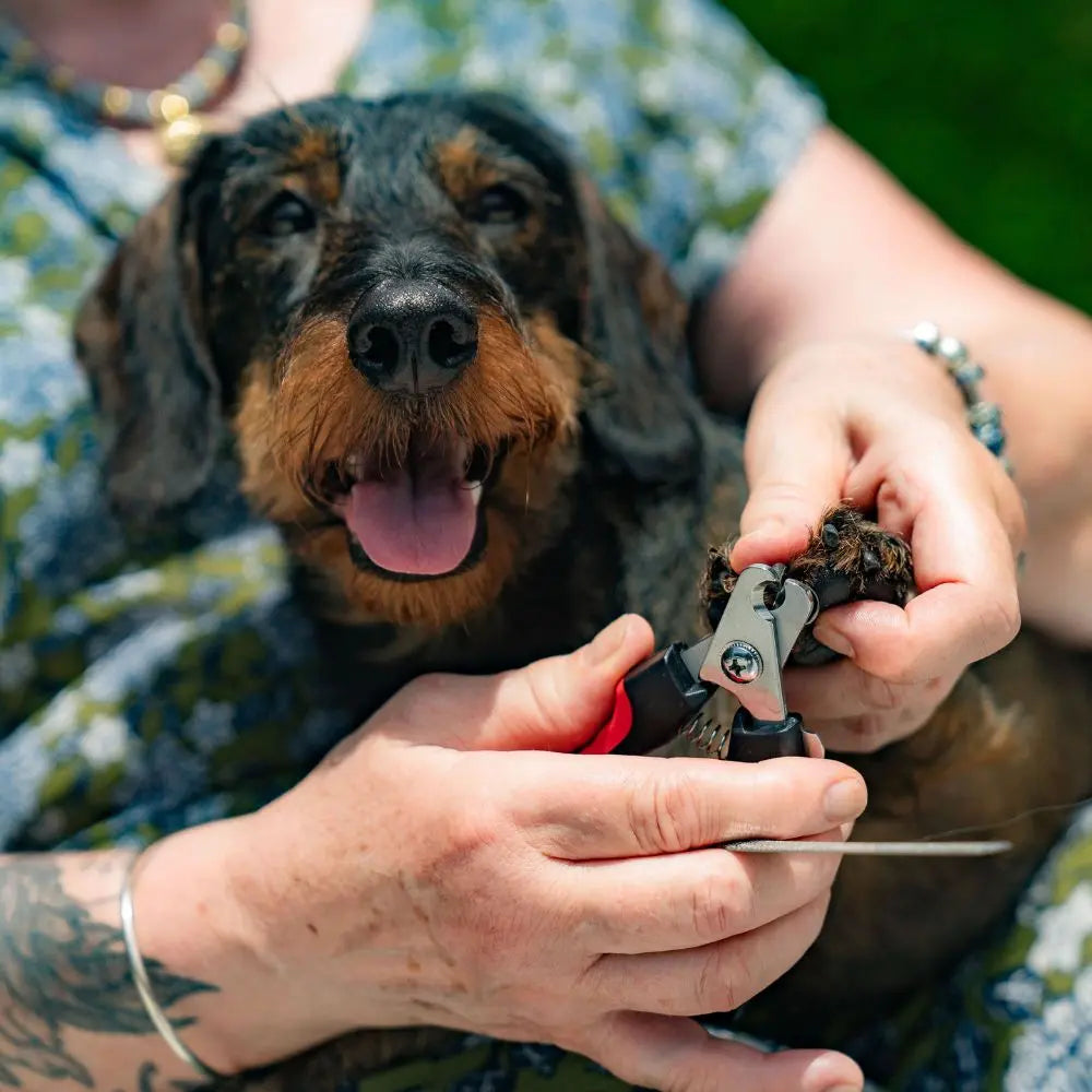 Coupe-ongle pour chien Charlotte