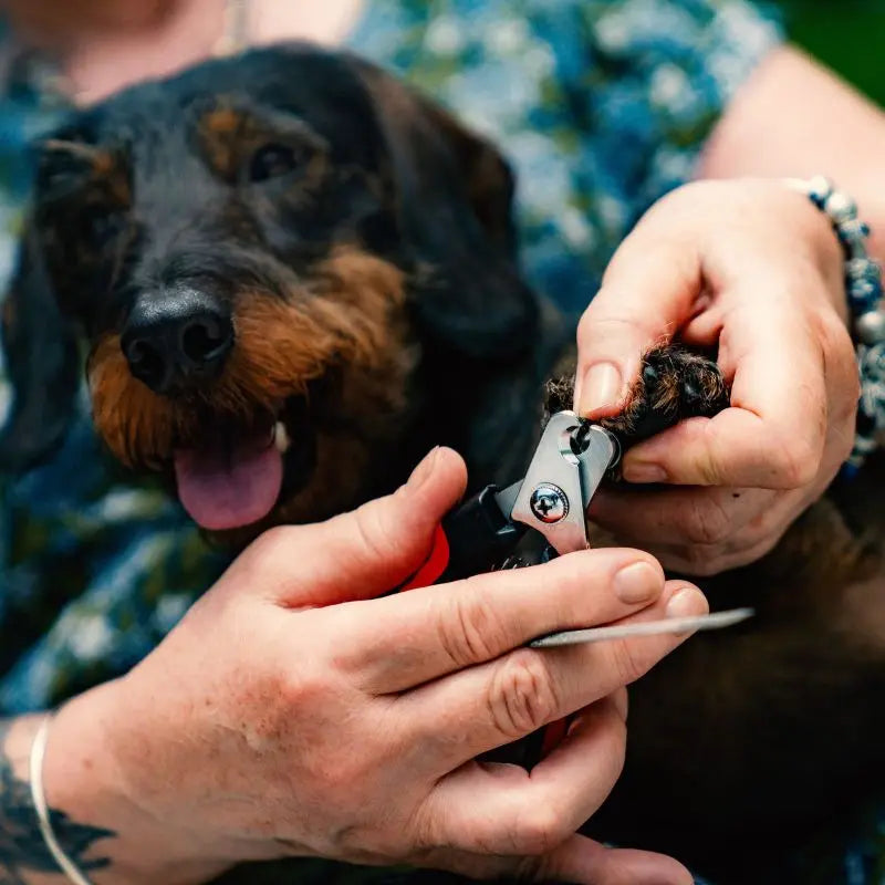 Coupe-ongle pour chien Charlotte
