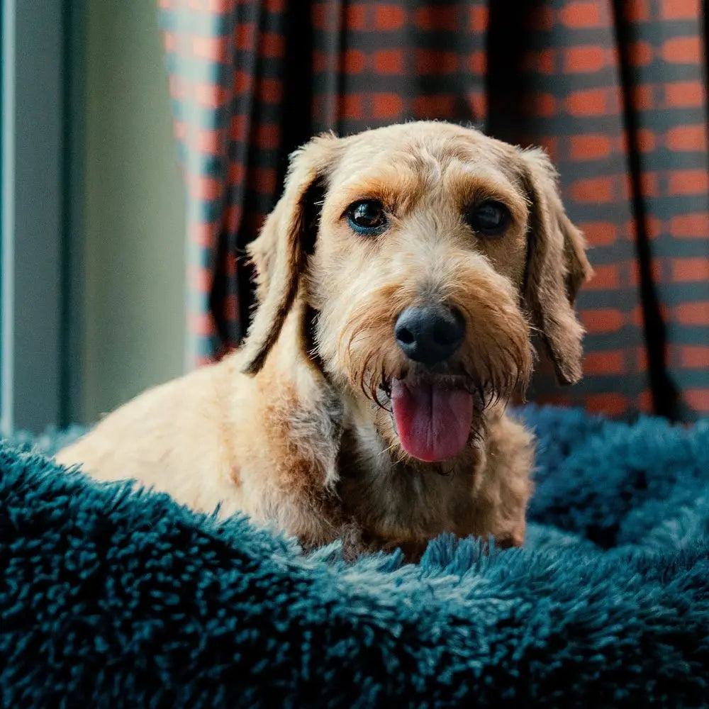 Coussin pour chien - Le panier anti-stress | NIDOO Nala&Milo