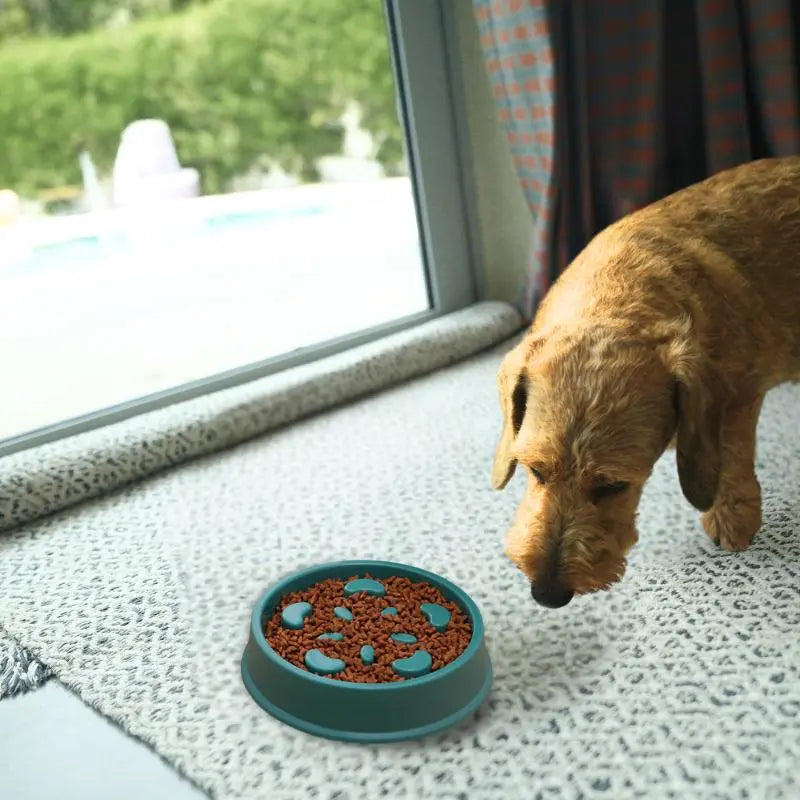 Gamelle anti-glouton Charlotte