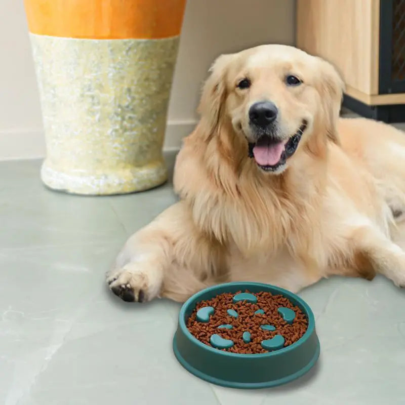 Gamelle anti-glouton Charlotte