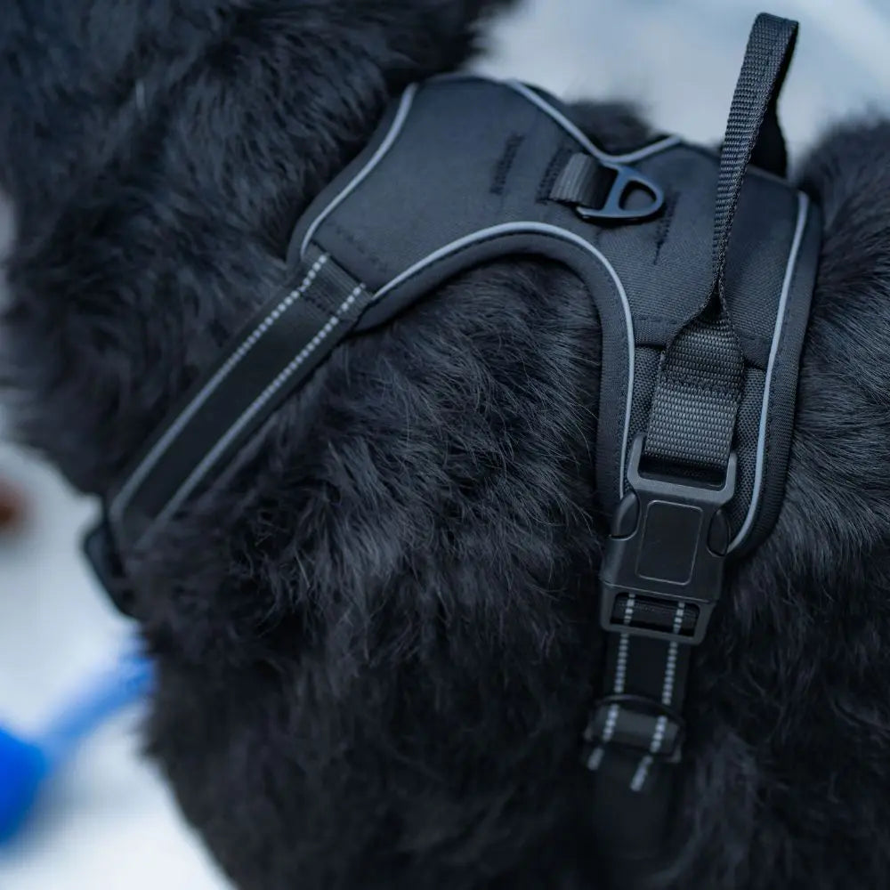 Harnais anti traction chien 2 en 1 | Harmony™ Nala&Milo