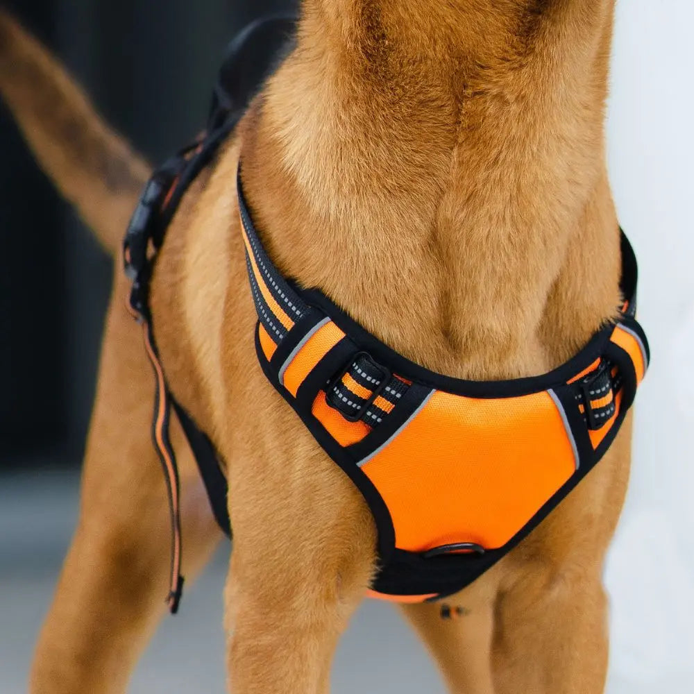 Harnais anti traction chien 2 en 1 | Harmony™ Nala&Milo
