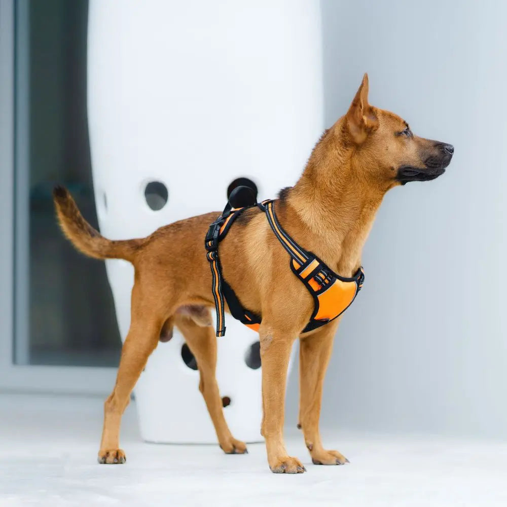 Harnais anti traction chien 2 en 1 | Harmony™ Nala&Milo