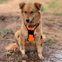 harnais anti traction chien orange