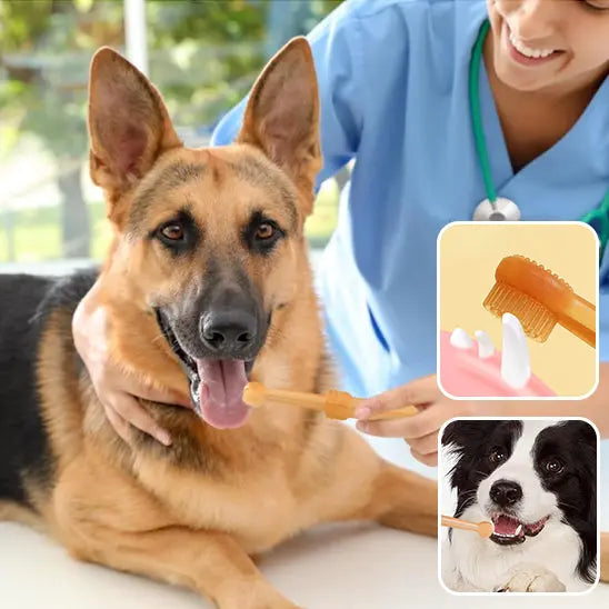 Illustrations manipulations brosse a dent chien