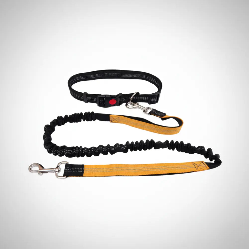 Laisse pour chien | CANICORDE™ Nala et Milo