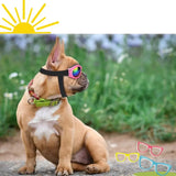 Lunette de soleil pour chien | SUNNYDOG Nala&Milo