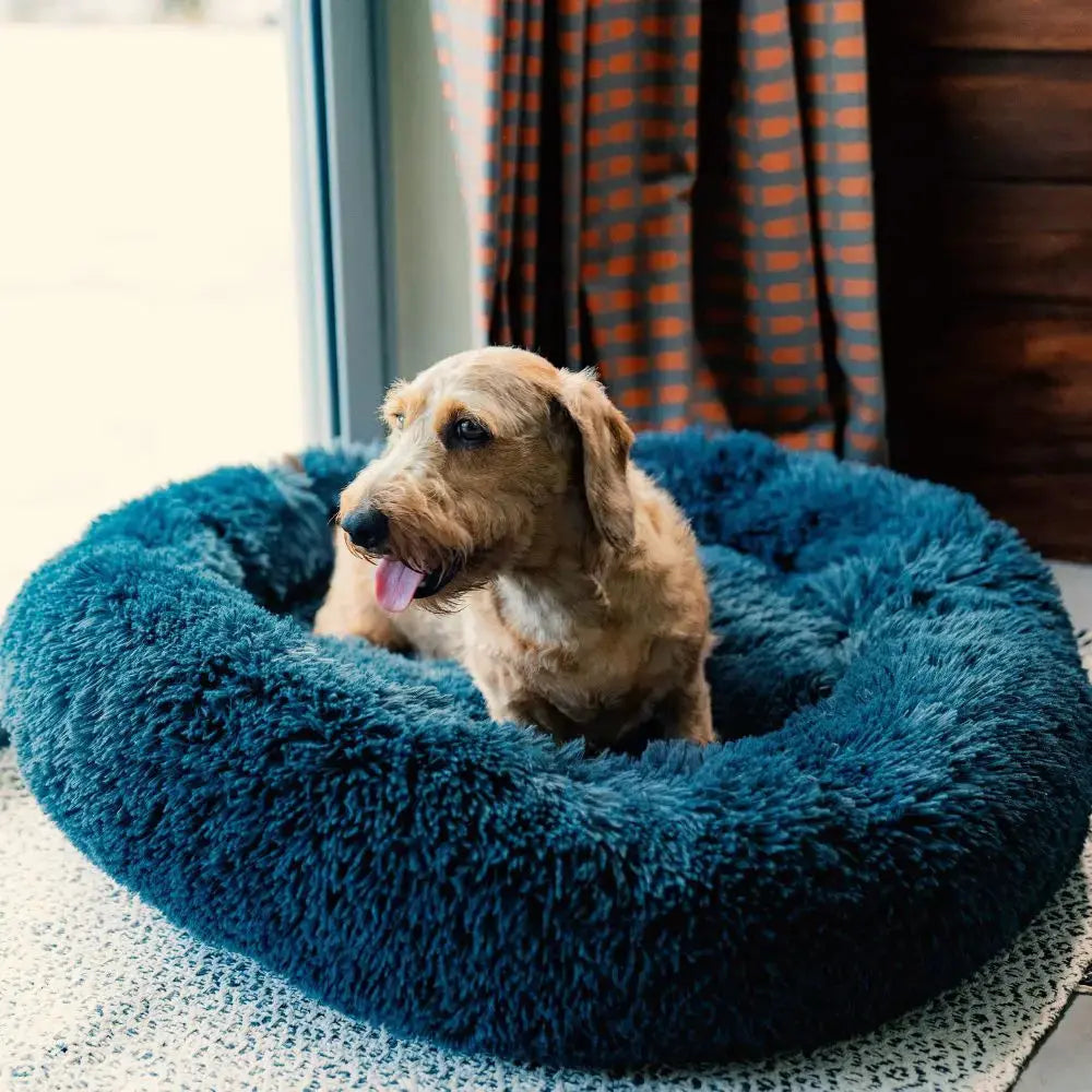 Pack Essentiel Charlotte