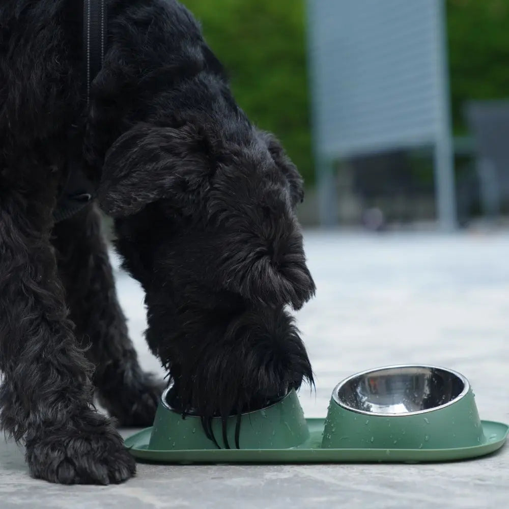 Pack Essentiel Charlotte