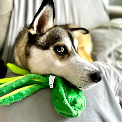Peluche pour chien | OctoBuddy™ Nala et Milo