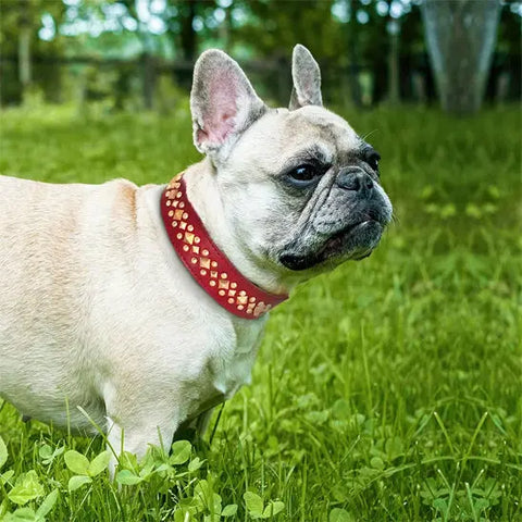 bouledogue avec collier chien rouge cloute bordeaux