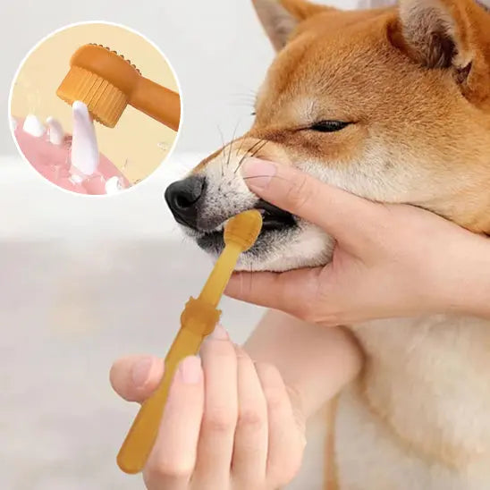 brossage dent de chien avec brosse a dent chien