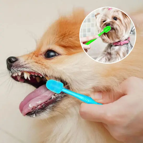 brossage dents chien avec brosse a dent chien bleu