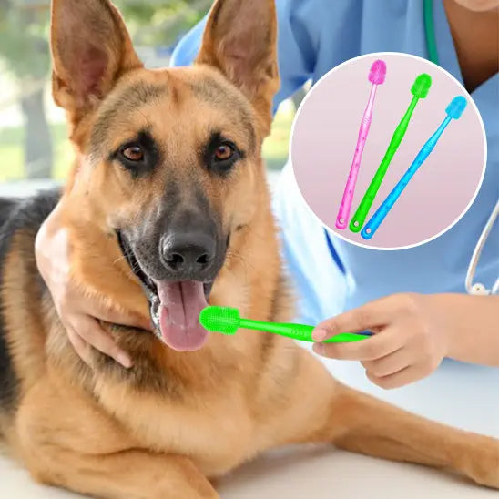 brossage dents chien avec brosse a dent chien vert