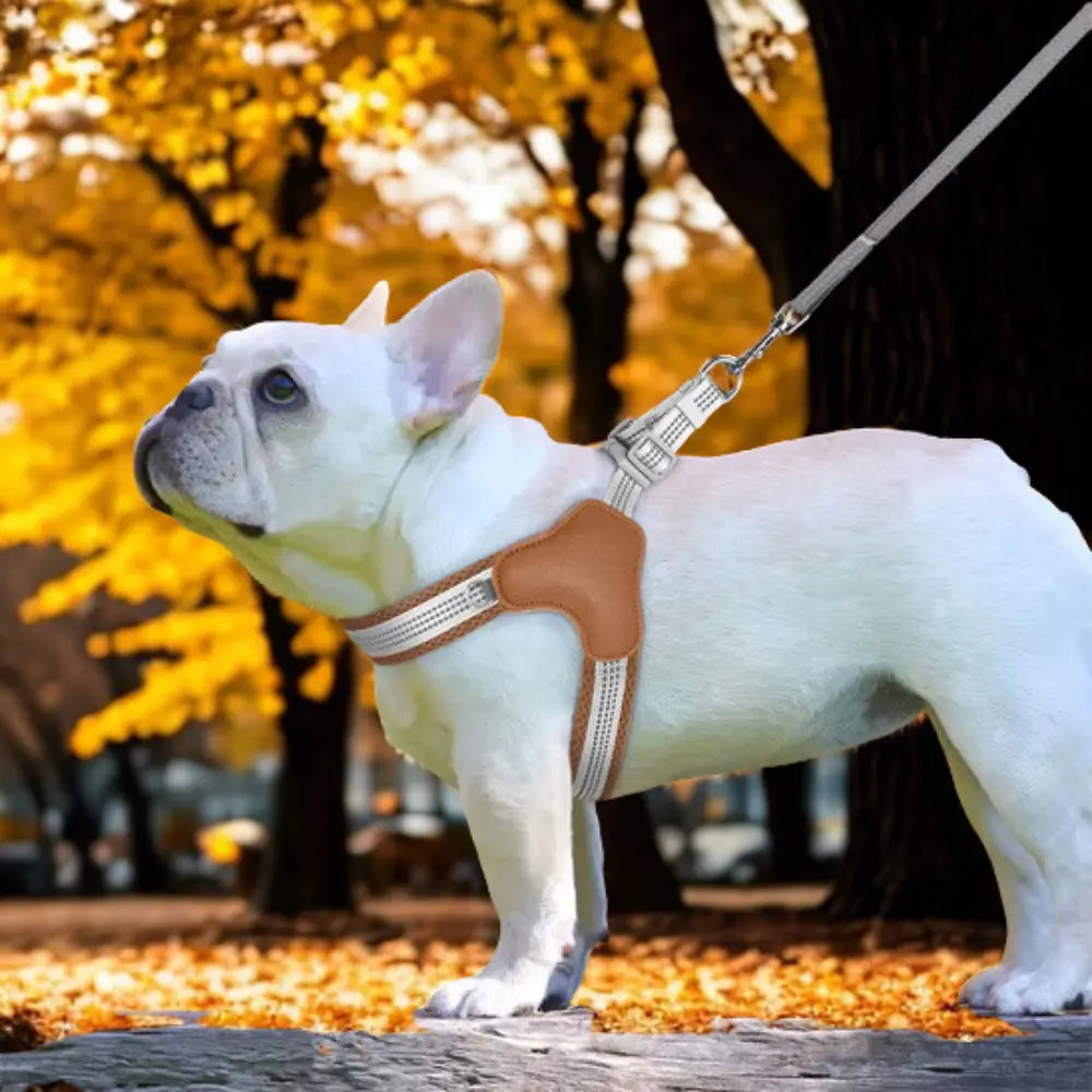 chien avec harnais chien marron dans parc