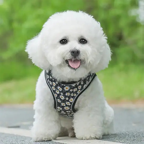 chien avec harnais chien noir floral