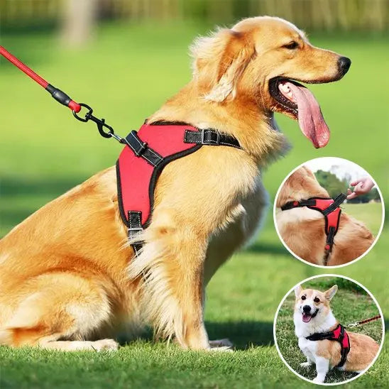 chien avec harnais chien rouge dans parc