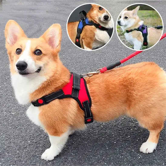 chien avec harnais chien rouge dans rue