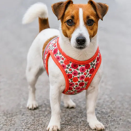 chien avec harnais chien rouge floral