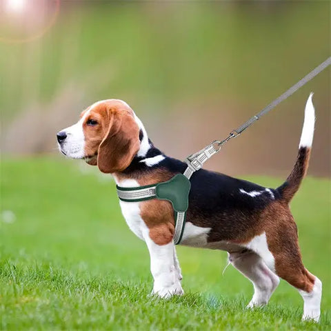 chien avec harnais chien vert fonce dans parc
