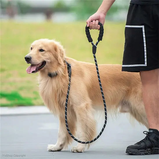 chien avec laisse pour chien noire serpente